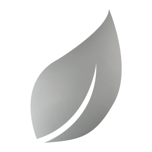 sycamore